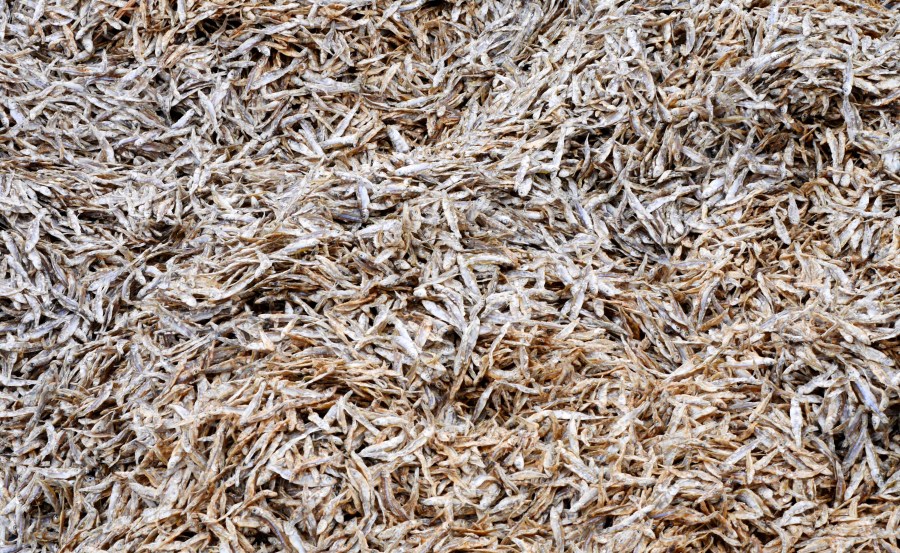 Nomatter’s Kapenta