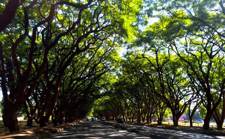 The jacaranda are all descended from 6 seedlings, brought from Durban in the early 20th Century