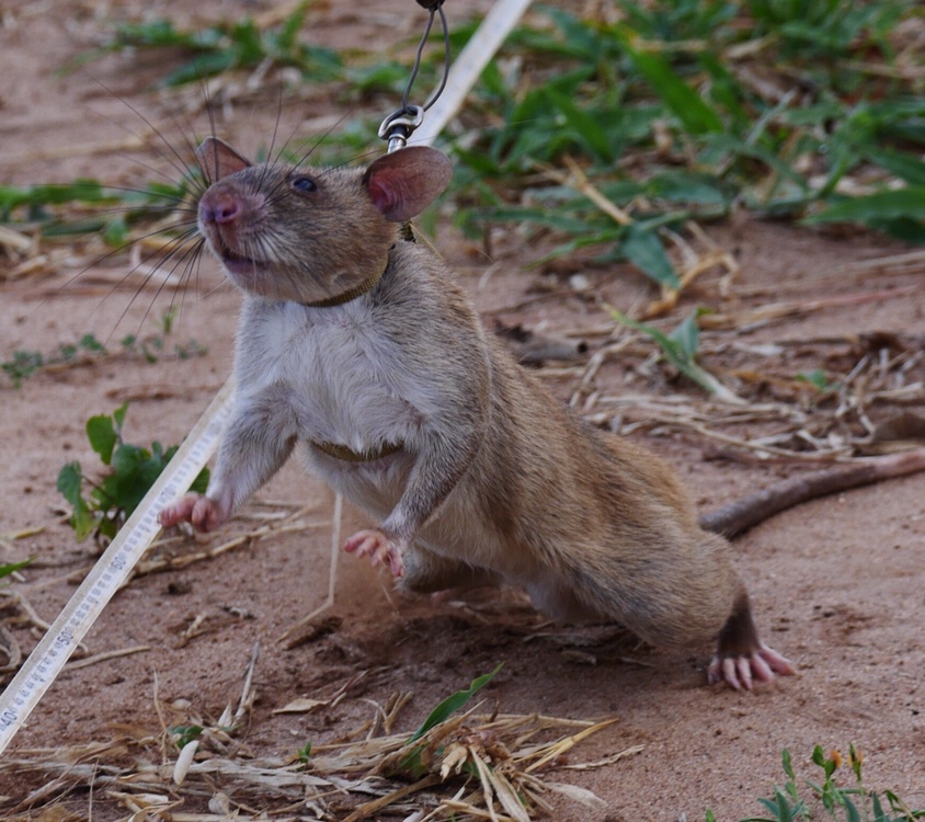 HeroRATs – ridding the world of landmines and tuberculosis